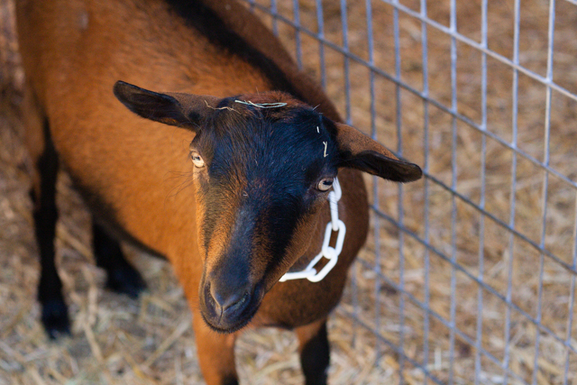 Portland Urban Famer Goat