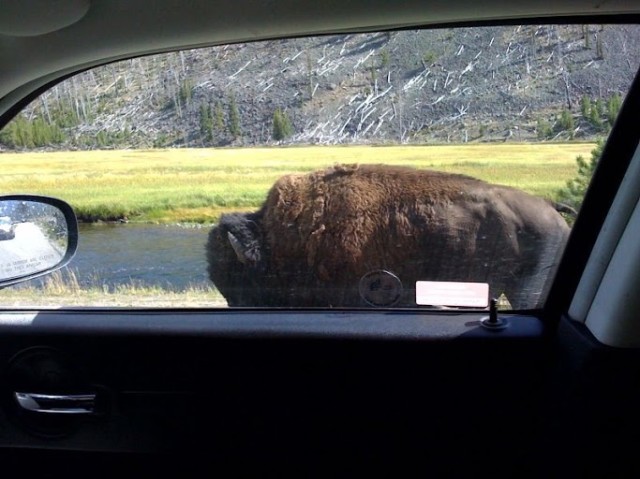 Bison Right Next to my car 2008 Yellowstone