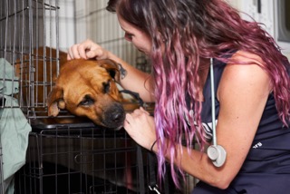 How To Help San Antonio Pets Alive!’s Hurricane Harvey Rescues