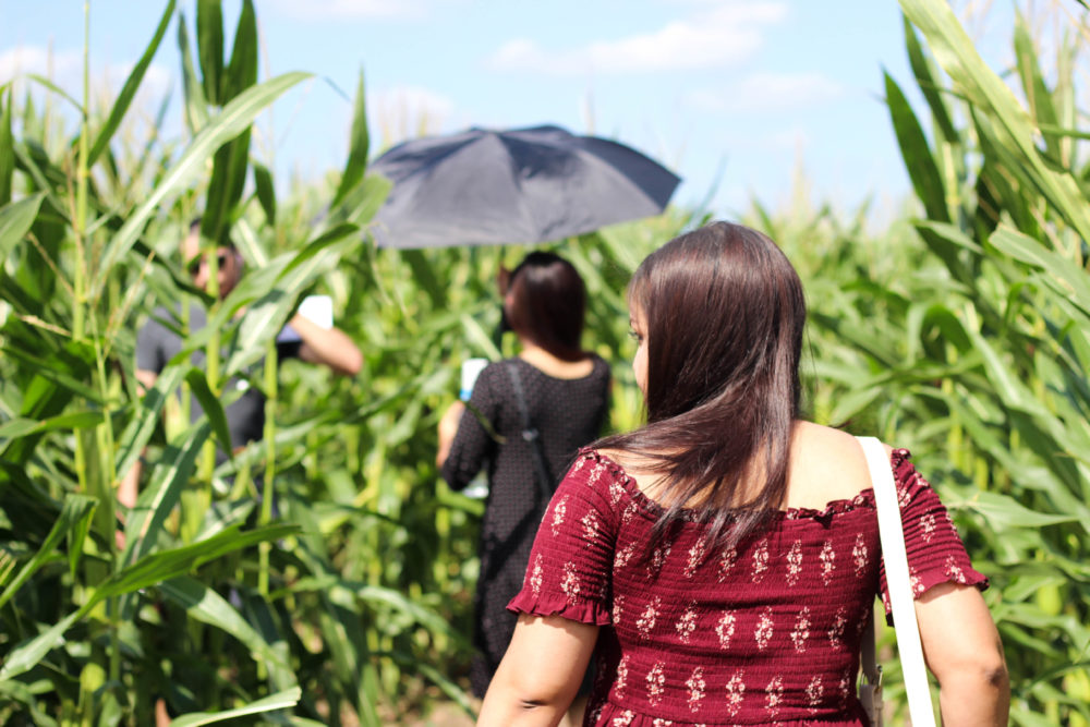 Beginner’s Guide to The South Texas Maize in Hondo